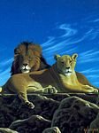 pic for Lion Couple